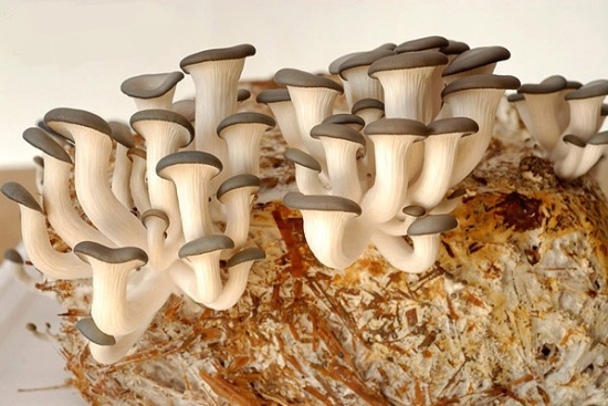 20120914_EL_FCF_01_01