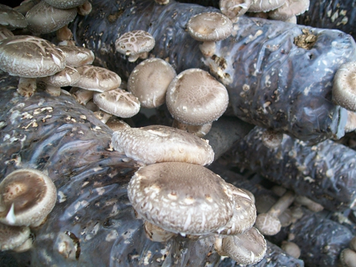 wKhQ6FTIsuqEGCr_AAAAAE_LHAI755