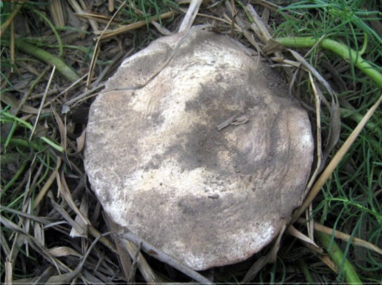 43ec5645g8a236130de00&690&690