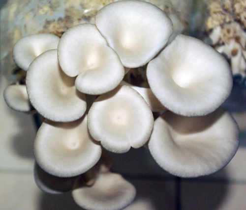 4eaf73fcha38528d38b47&690