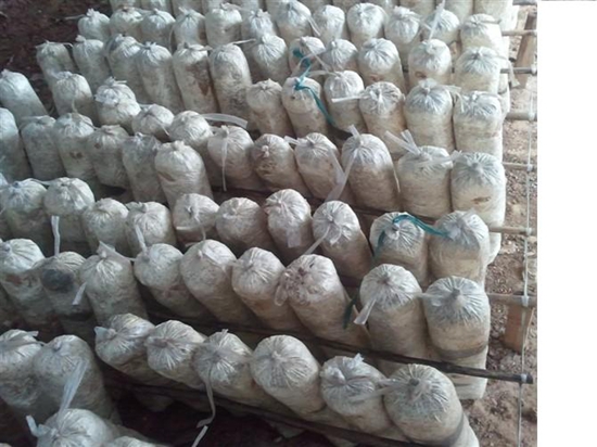 %E9%A6%99%E8%8F%87%E8%8F%8C%E6%A3%92