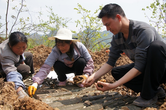 9-5 高应清天麻栽培&mdash;贵州德江 高应清摄&mdash;13885601886