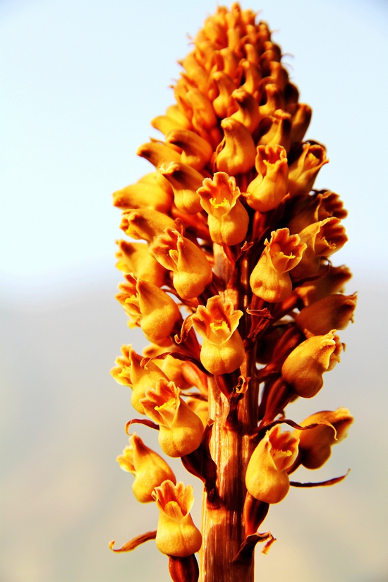 32-5.花蕾从下向上开放授精