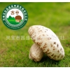 精品干香菇   天白特级干花菇昌盛宝菇一号香菇批发零售