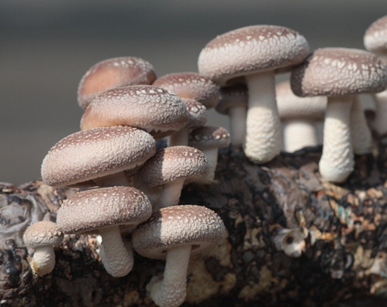 7003698_142232171169_2