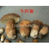低价供应牛肝菌蘑菇、美味牛肝菌、大腿磨