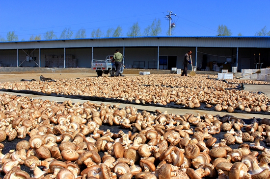 对香菇进行晾晒