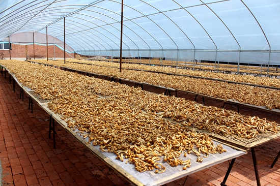 规模滑子菇产业