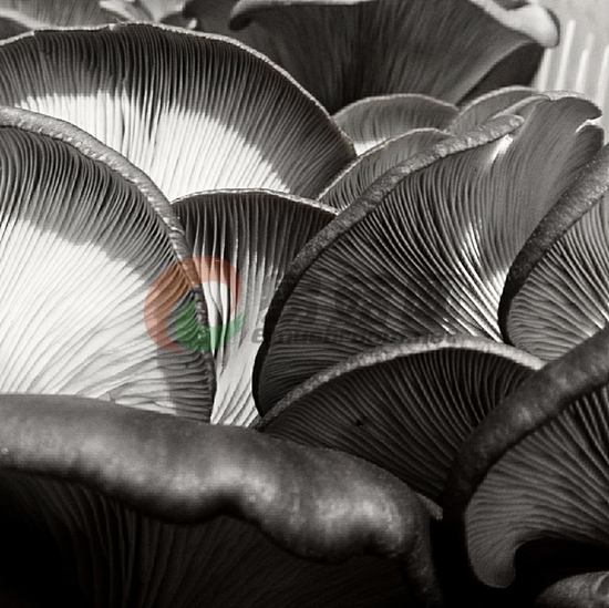 19-1 《静雅》+说明；蘑菇的层峦叠嶂。+作者：张绪栋