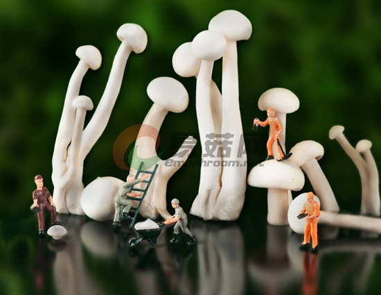 19-2 《菌的小人国》+说明：用创意布置的方式，将菌菇比作大树，构造小人国的世界。+作者：张绪栋