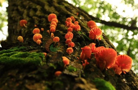 26-11 神奇菌类世界