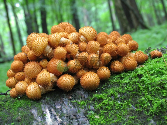 32-1 尖鳞伞Pholiota squarrosoides (Peck) Sacc.（图力古尔摄影）