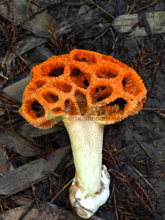 32-2 智慧的迷宫：黄柄笼头菌 Simblum gracile Berk.（图力古尔摄影）