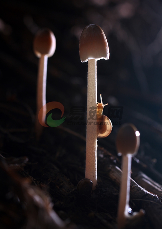 46-6《向上》-朱亚云-13937063000-夏邑中峰文化服务中心。