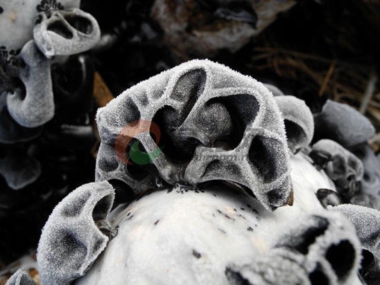49-2 历经风霜雪雨-木耳