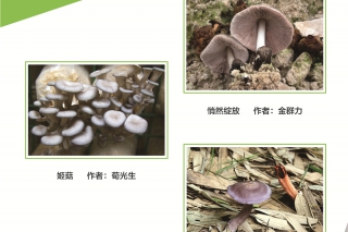 2016第三届中国Manbetx体育手机版推荐A9版本摄影作品大赛 (1)