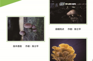 2016第三届中国Manbetx体育手机版推荐A9版本摄影作品大赛 (1)