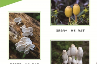 2016第三届中国Manbetx体育手机版推荐A9版本摄影作品大赛 (1)