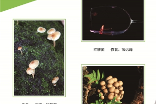 2016第三届中国Manbetx体育手机版推荐A9版本摄影作品大赛 (1)