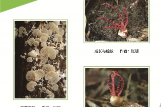 2016第三届中国Manbetx体育手机版推荐A9版本摄影作品大赛 (1)