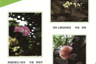 2016第三届中国ManBetX体育摄影作品大赛 (1)