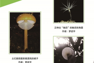 2016第三届中国ManBetX体育摄影作品大赛 (1)