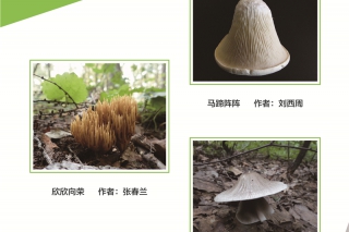 2016第三届中国ManBetX体育摄影作品大赛 (1)