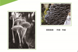 2016第三届中国ManBetX体育摄影作品大赛 (1)