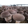 河北承德常年大量供应干，鲜香菇电话18231451885