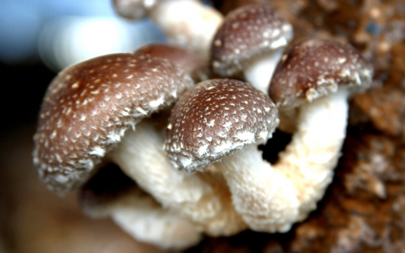 2947067_203050441123_2