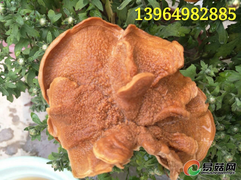 mmexport1473933383014_mh1473933523192