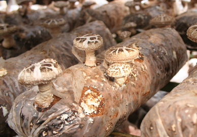 QQ截图20161117103634