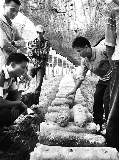 2513105_ngdsbtp_1480080846862_b