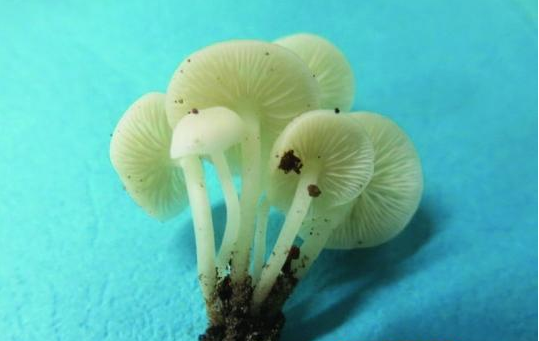 QQ截图20161130084553