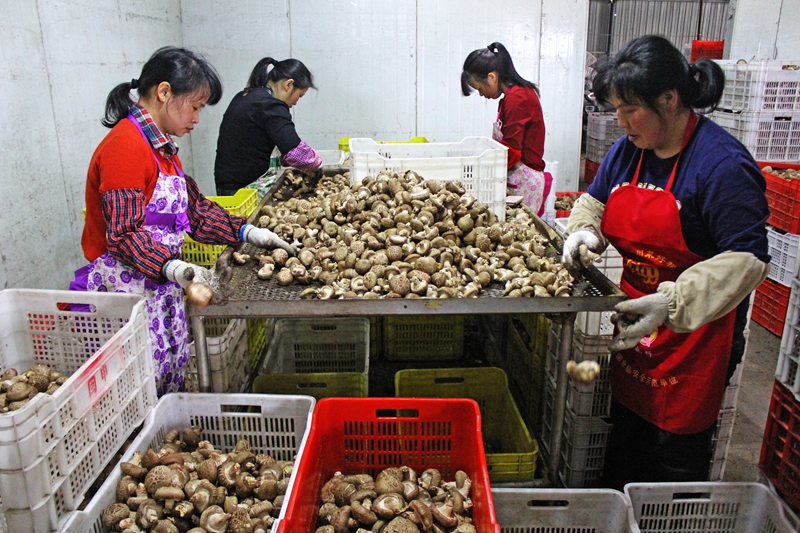 对出口香菇进行精选分级 - 复件(1)