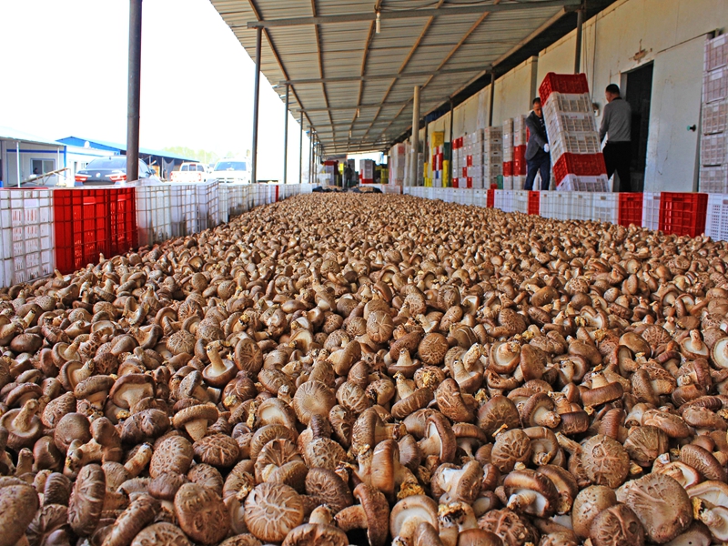 对出口香菇进行入库前晾晒去水 - 复件(1)