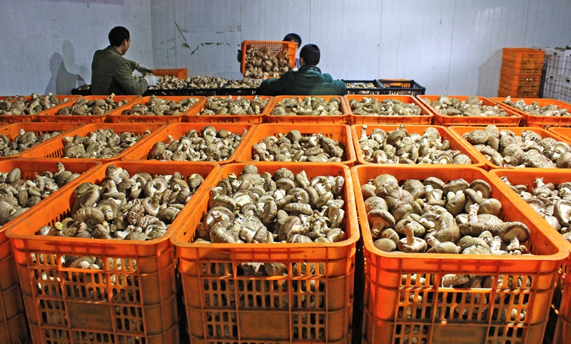 将香菇入库进行冷藏 - 复件(1)