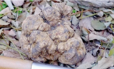 QQ截图20161209162150