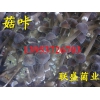 黑鸡枞菌菌棒 黑皮鸡枞菌种植技术 鸡枞菌人工栽培