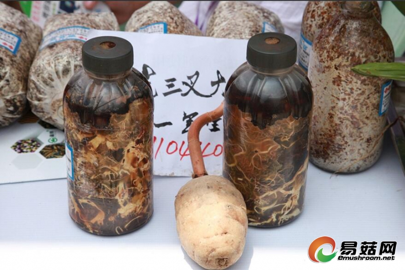 蜜环菌、萌发菌