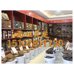 梧州野生灵芝批发：马姐灵芝王专卖提供合格的南宁纯天然野生灵芝