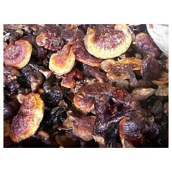 合格的南宁纯天然野生灵芝品牌怎么样     |南宁正宗的野生灵芝