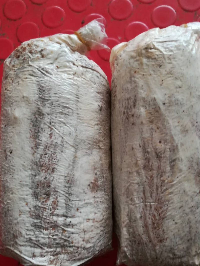 合格的茯苓菌种