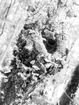 20170322A09_res08_attpic_icon