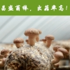 出口香菇菌棒菌包      河南昌盛菌棒长期批发供应
