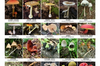 云南、东北、华南常见毒蘑菇种类权威发布