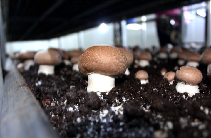 QQ截图20170506141634