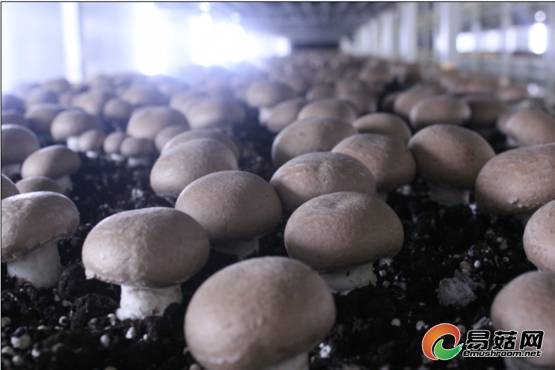 wKhQwFdjsWSEVXCPAAAAAE11-6U353