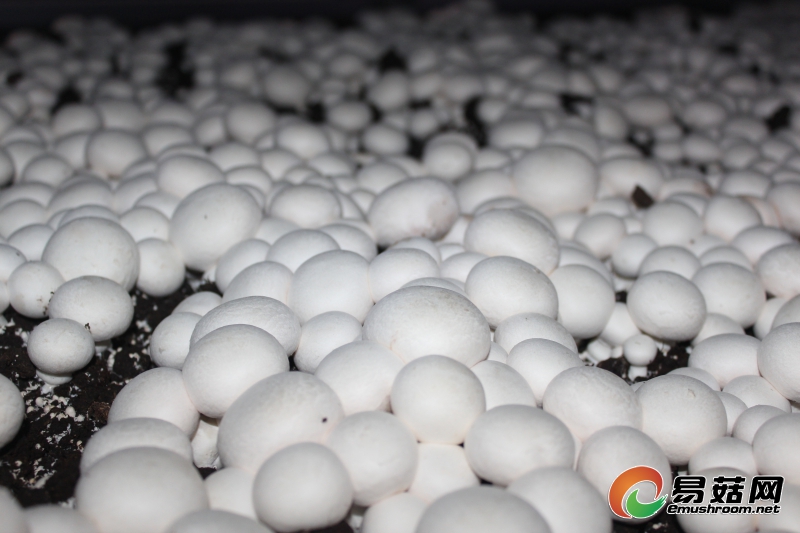 白菇出菇菇床1