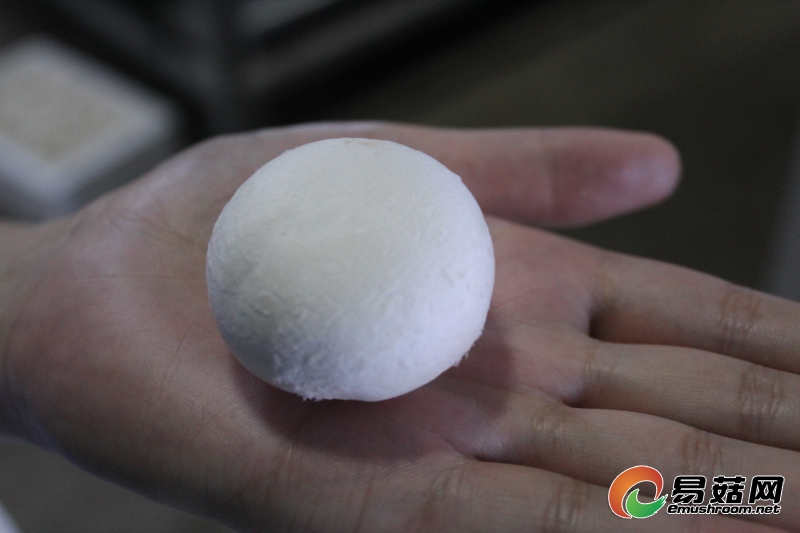 白蘑菇